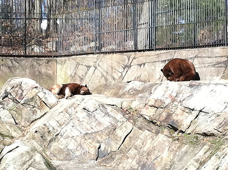 Bears in the Bear Mountain Zoo!