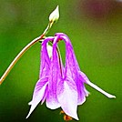 Wild Flower by Tucker in Flowers