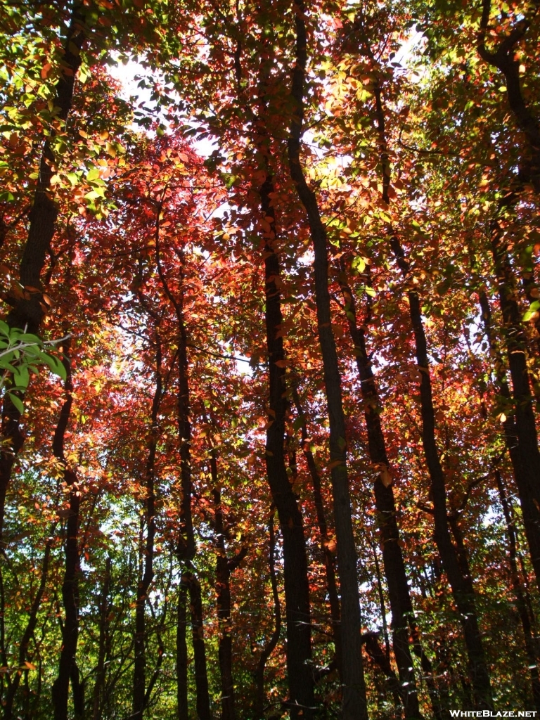 the whole trail turned red