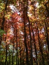 the whole trail turned red by saimyoji in Trail & Blazes in Maryland & Pennsylvania