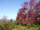 leaves starting to change by saimyoji in Trail & Blazes in Maryland & Pennsylvania