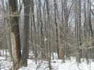 309N winter by saimyoji in Trail & Blazes in Maryland & Pennsylvania