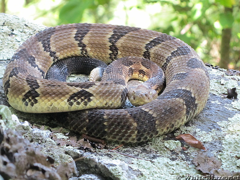 PA Native Timber Rattler