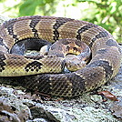 PA Native Timber Rattler by jelloitsalive in Snakes