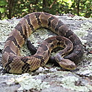 PA Native Timber Rattler by jelloitsalive in Snakes
