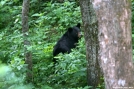 Black Bear by Midway Sam in Trail & Blazes in Georgia