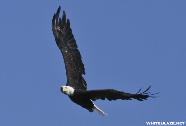 Bald Eagle In Flight