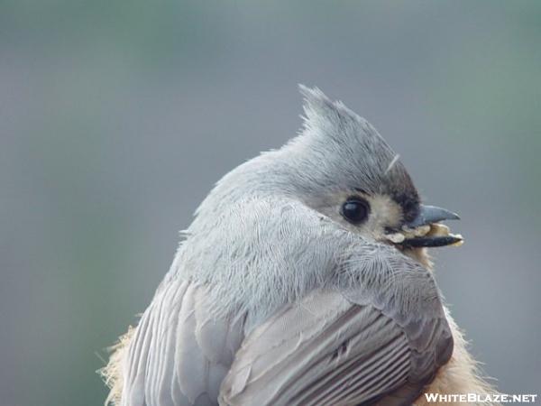 Titmouse Eating :)