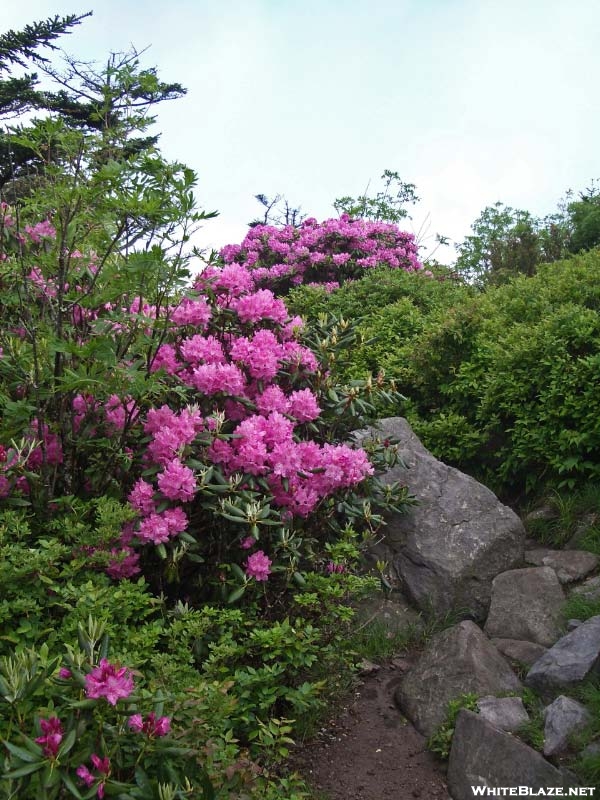 Rhododendron in Full Bloom