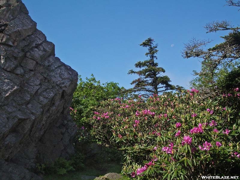 Moon Above Rhododendron Gap