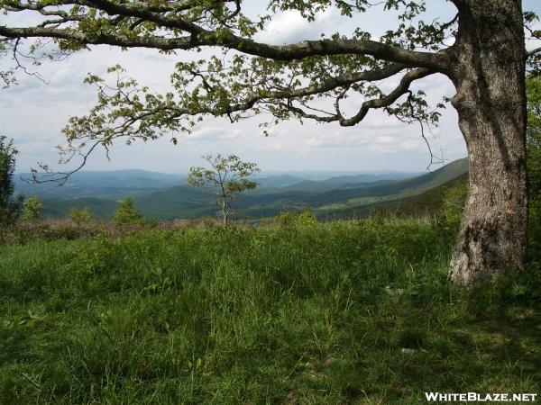 Symms Gap Oak