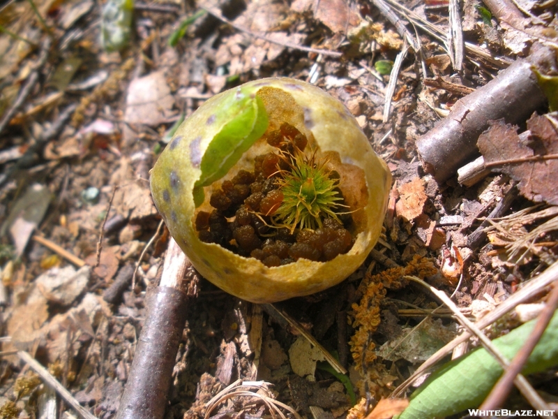 Unusual "fruit" On Trail