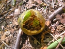 Unusual "fruit" On Trail by Kerosene in Flowers
