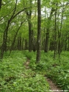 Smooth Trail Atop Peters Mountain by Kerosene in Trail & Blazes in Virginia & West Virginia