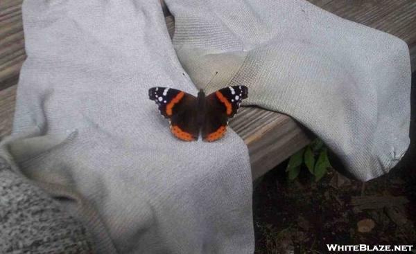 Sock-loving Butterfly