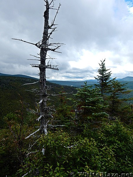 Dead Tree above Carrabassett Valley