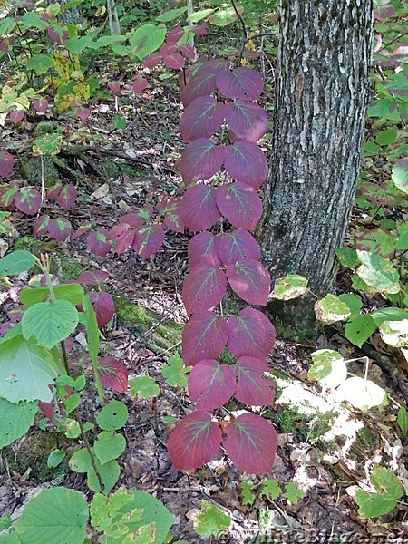 Turning Leaves