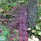 Turning Leaves by Kerosene in Trail & Blazes in Maine