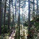 Sunlight through the Pines by Kerosene in Trail & Blazes in Maine