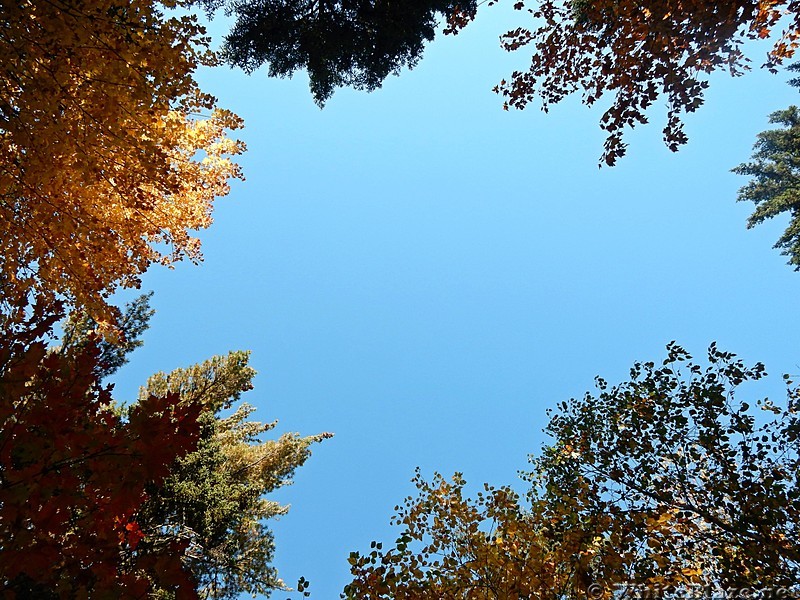 Meditating at East Branch Lean-to