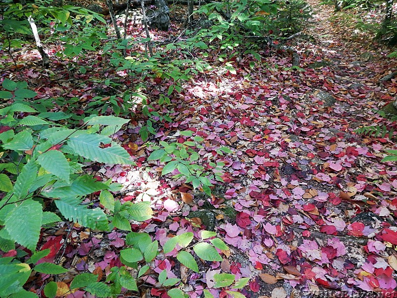 Red Leaf Carpet