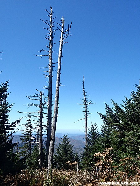 Weathered Trees along the Smoky Ridgeline