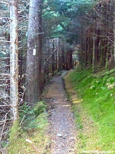 Trail on Mt. Chapman