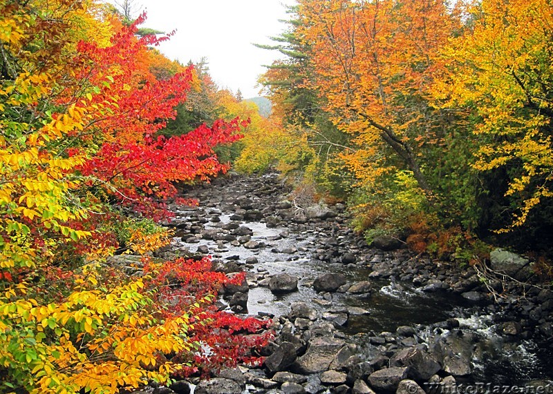 Brilliant Fall Colors
