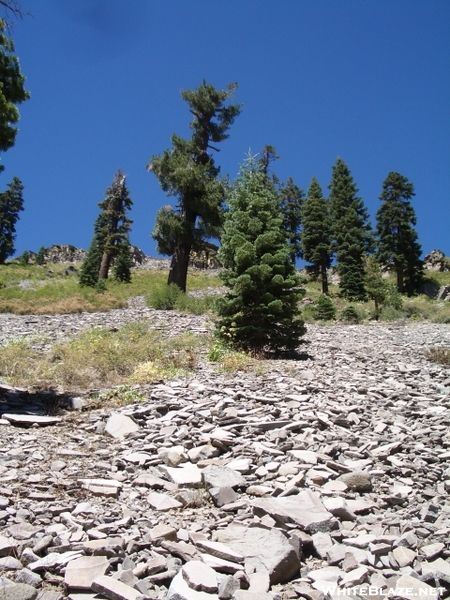 Pct/tahoe Rim Trail Near Barker Pass