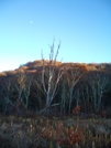 Rising Gibbous Moon