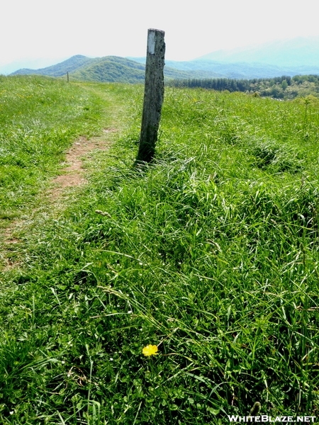 Max Patch