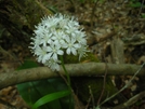 Nantahala National Forest by Kerosene in Flowers