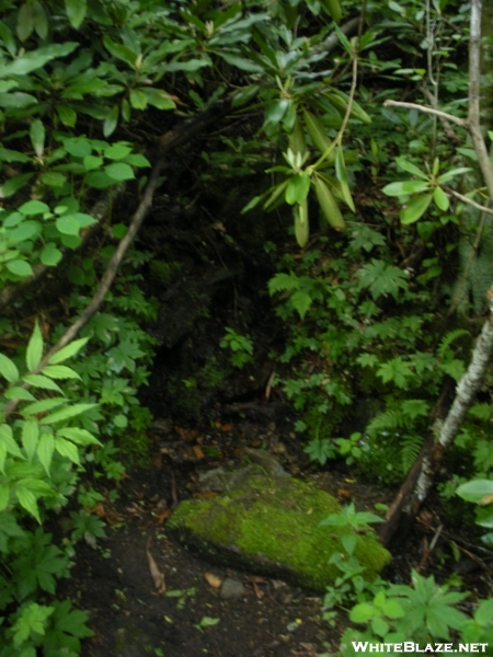 Nantahala National Forest