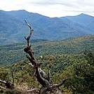 Dead Tree by Kerosene in Views in New Hampshire