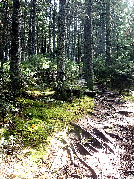 Rooty Maine Trail