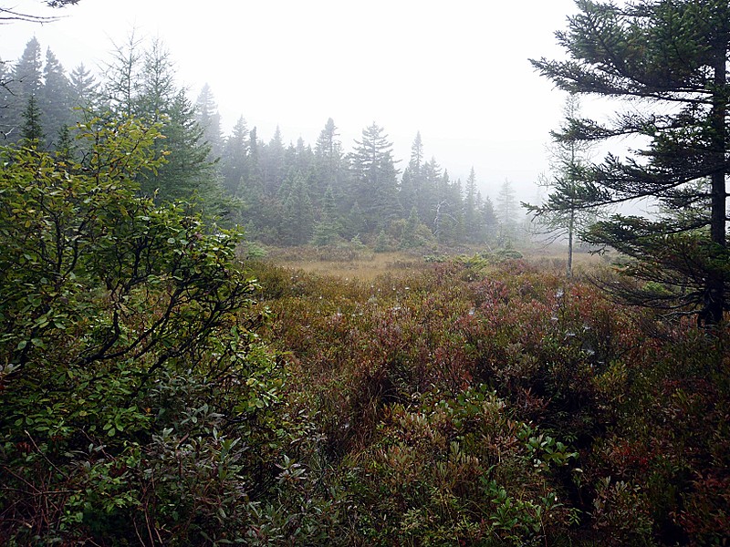 Foggy Day at Chandler Mill Stream