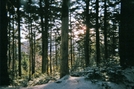 Morning Sun Through Pines On Roan High Knob by Kerosene in Views in North Carolina & Tennessee