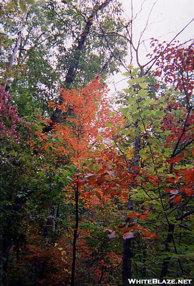 Fall Colors in Central Virginia