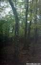 Shelf Fungus by Kerosene in Trail & Blazes in Virginia & West Virginia