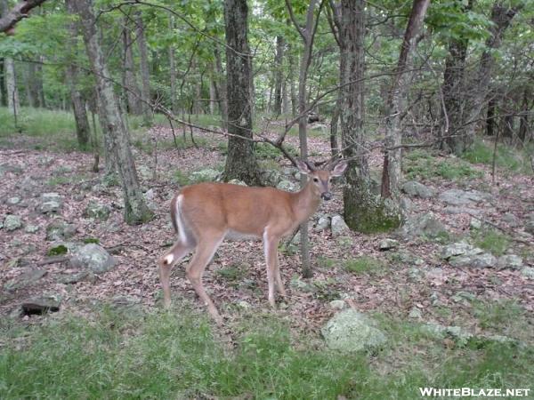 Friendly Deer