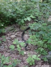  Black Racer snake
