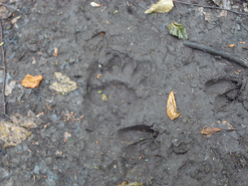 Bear and Deer (or Moose) Tracks