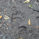 Bear and Deer (or Moose) Tracks