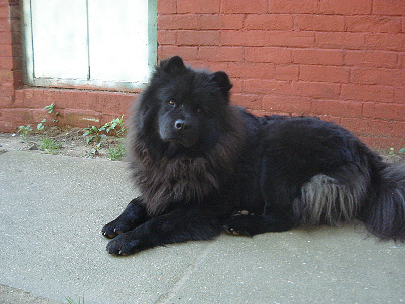 My Dog Genghis Khan