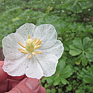 Trailside Adornment