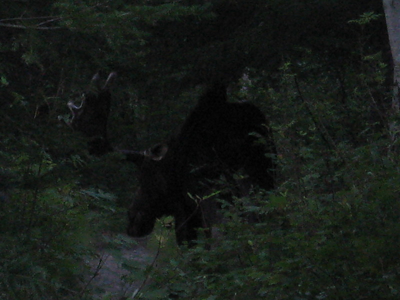 Moose onBond Mountain- NH