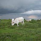 Cattle in Grayson Highlands by Tuckahoe in Views in Virginia & West Virginia