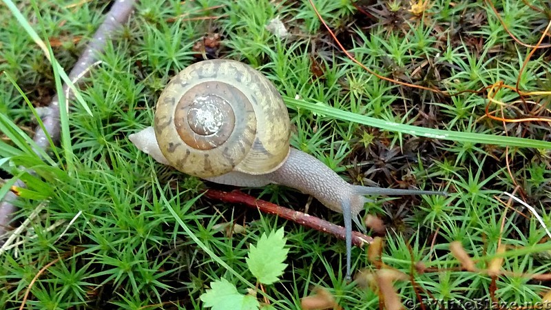 Snail at Crabtree Falls