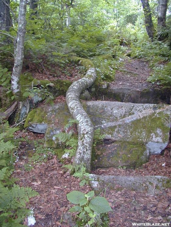 Root Snake