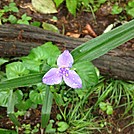 Springer to Fontana Dam May 28 -June 7, 2012